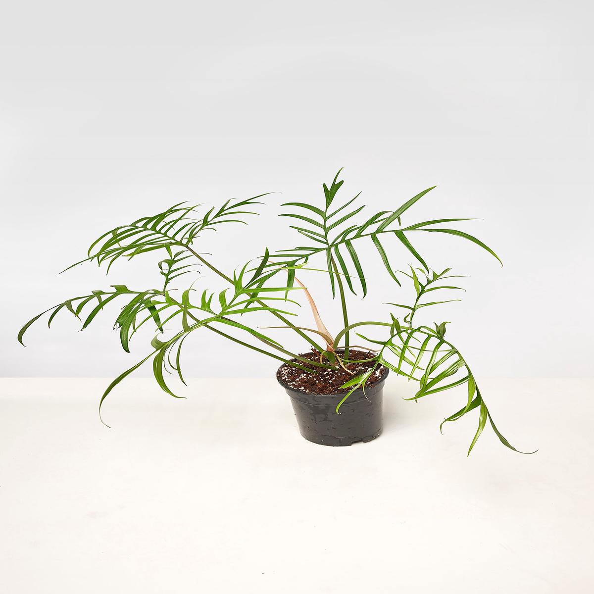 Philodendron polypodioides "Brasilien" Big Leaves