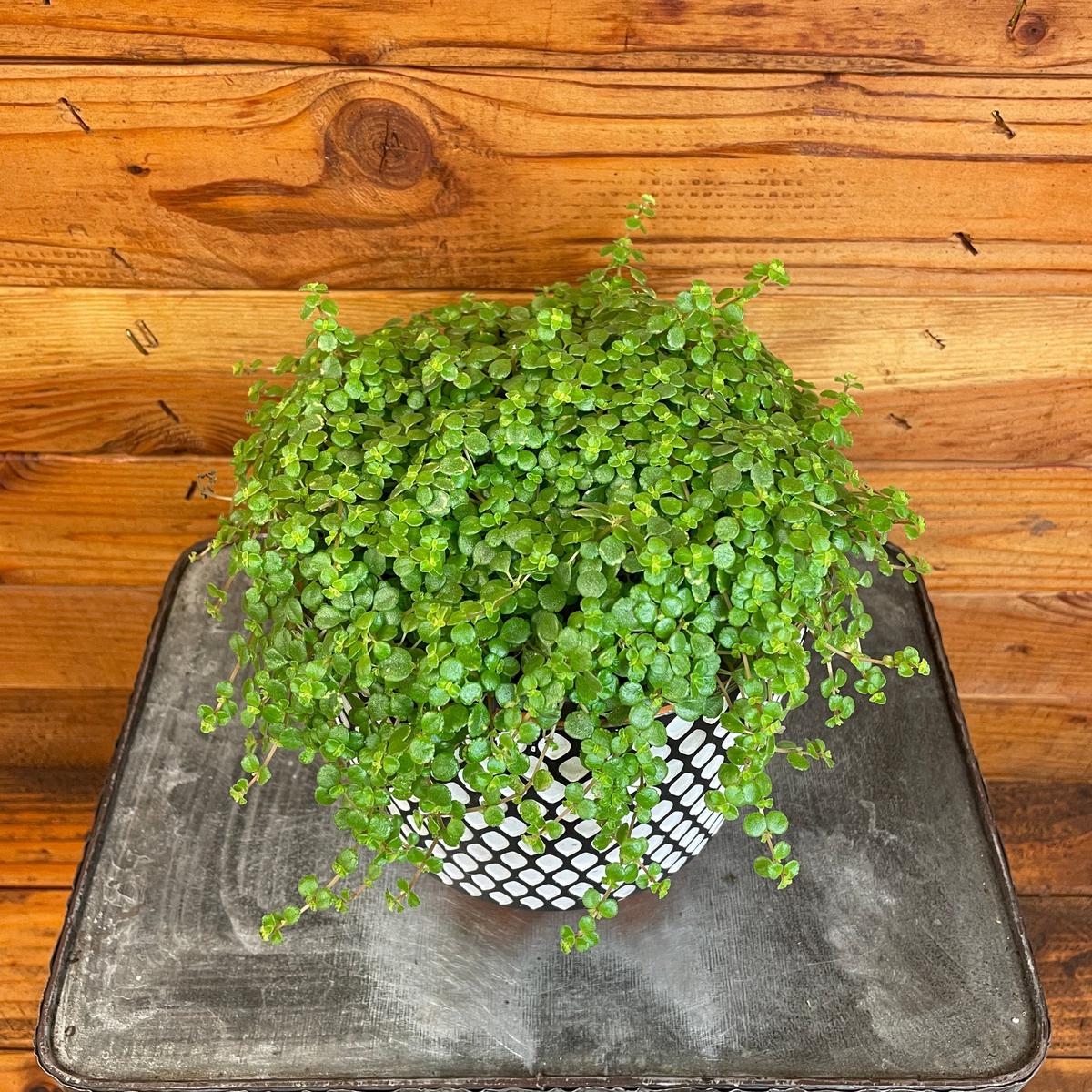 Pilea Tiny Tears, 6" Plant