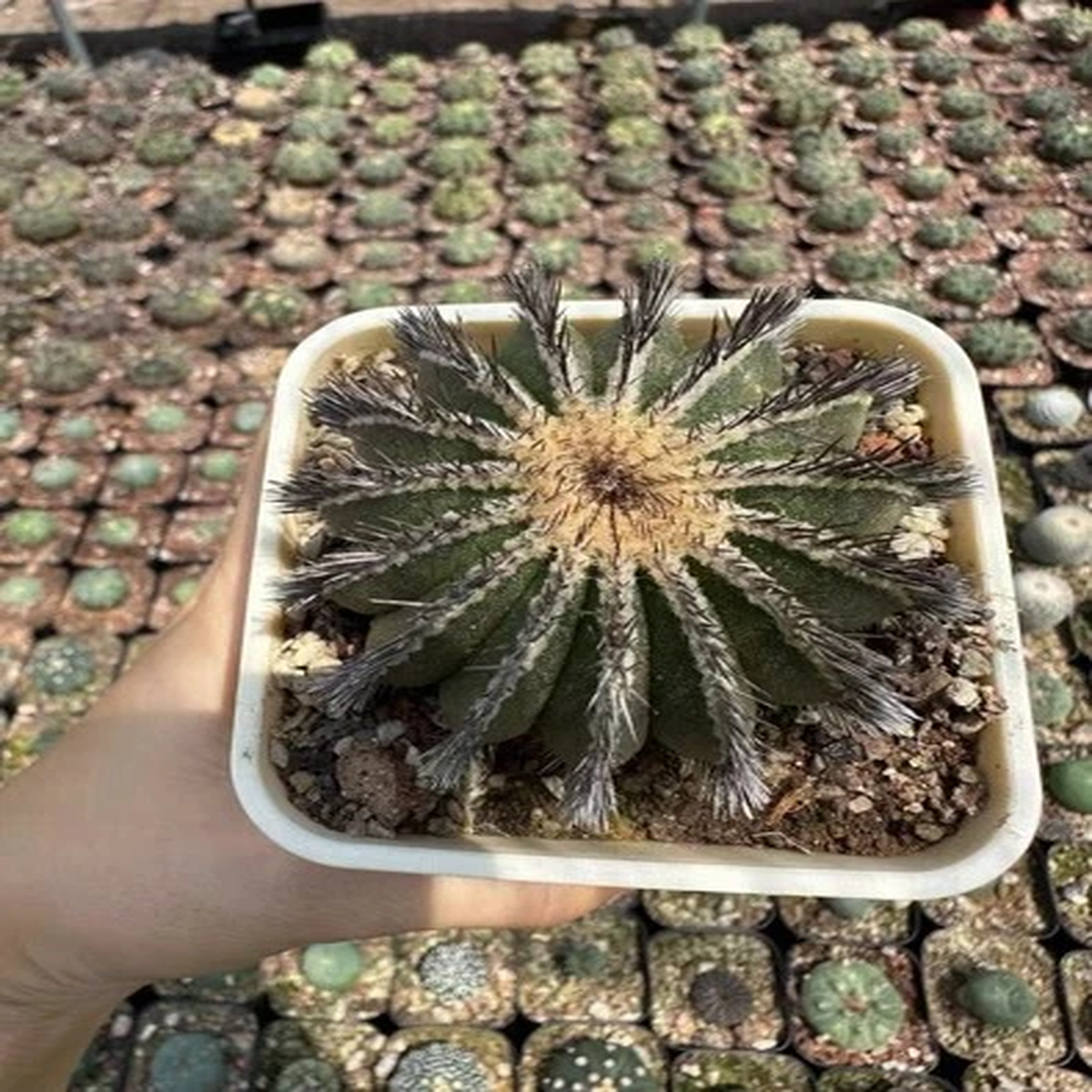 pot 8cm Uebelmannia Cactus Succulent Plant Home Garden Beautiful Plant