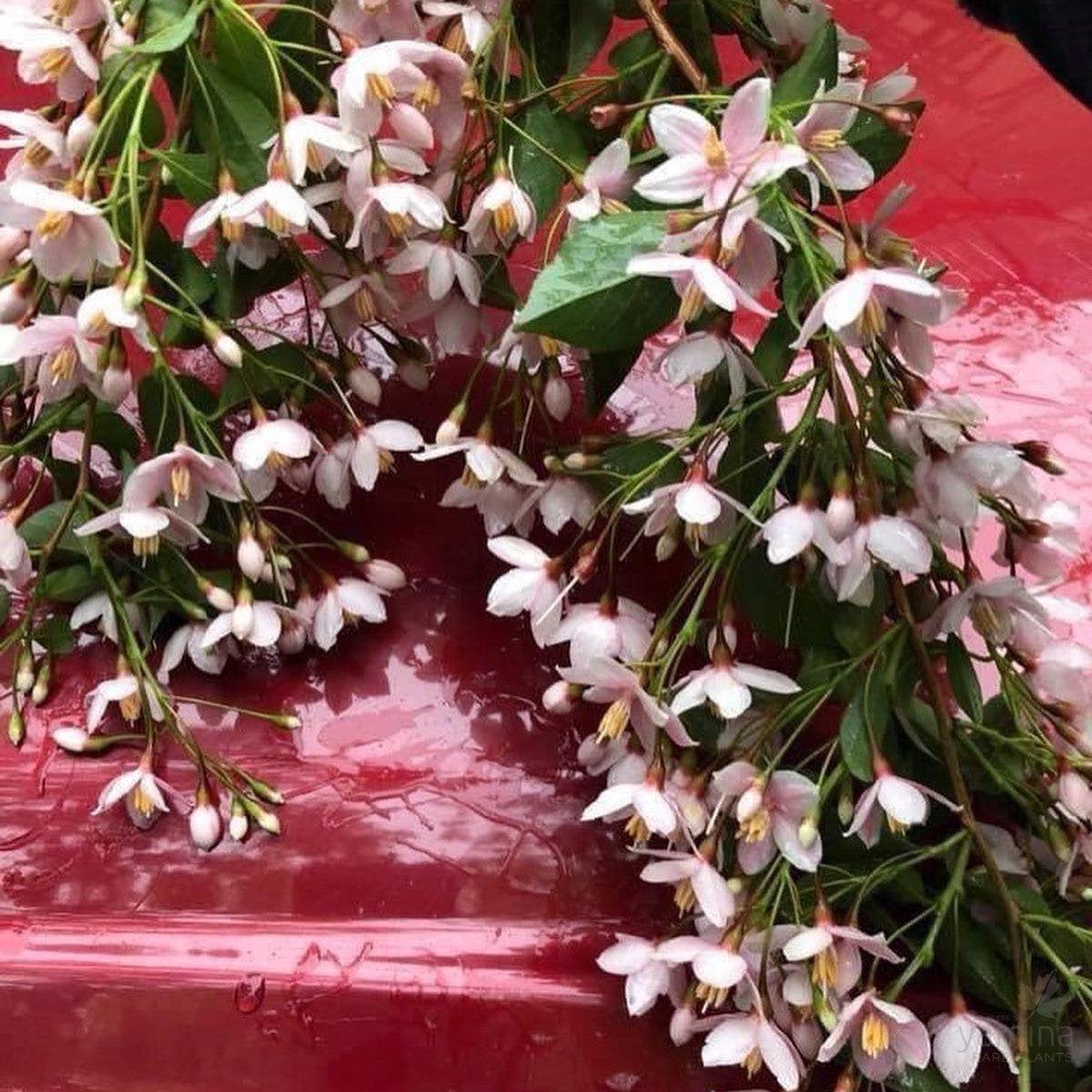 Styrax japonica pink Chimes