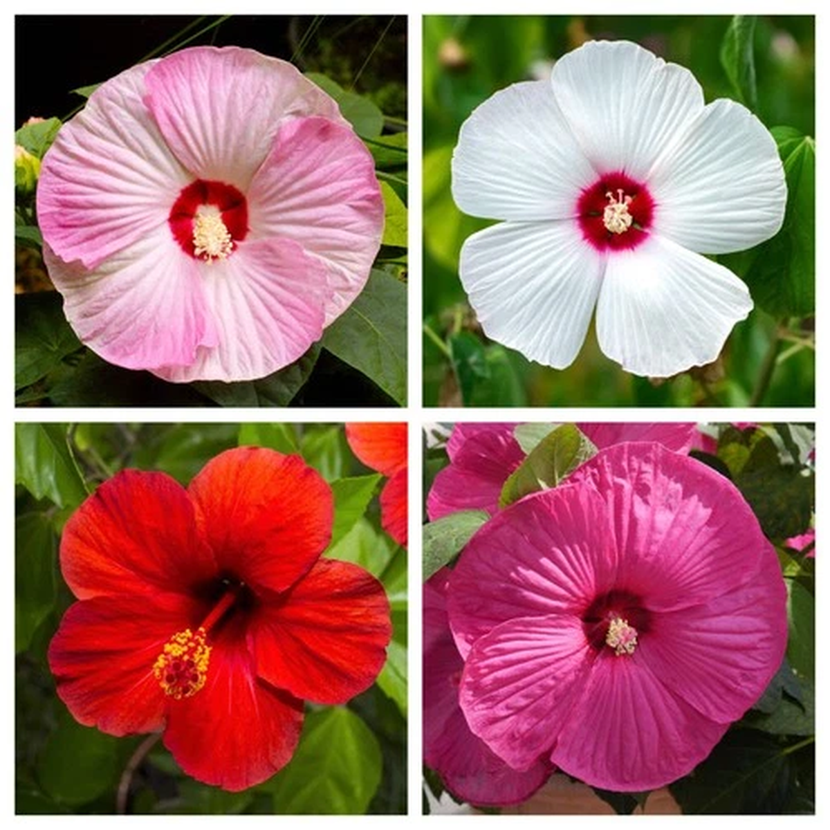 25 MIXED LUNA HIBISCUS Moscheutos Hardy Red, Hot Pink, Pink & White Swirl Seeds