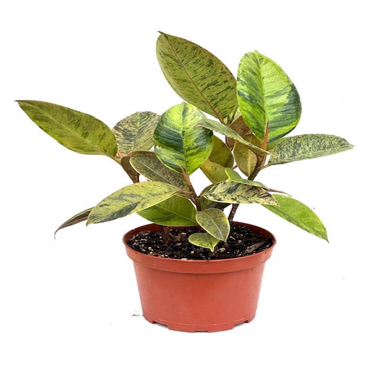 6" Ficus Shivereana Moonshine