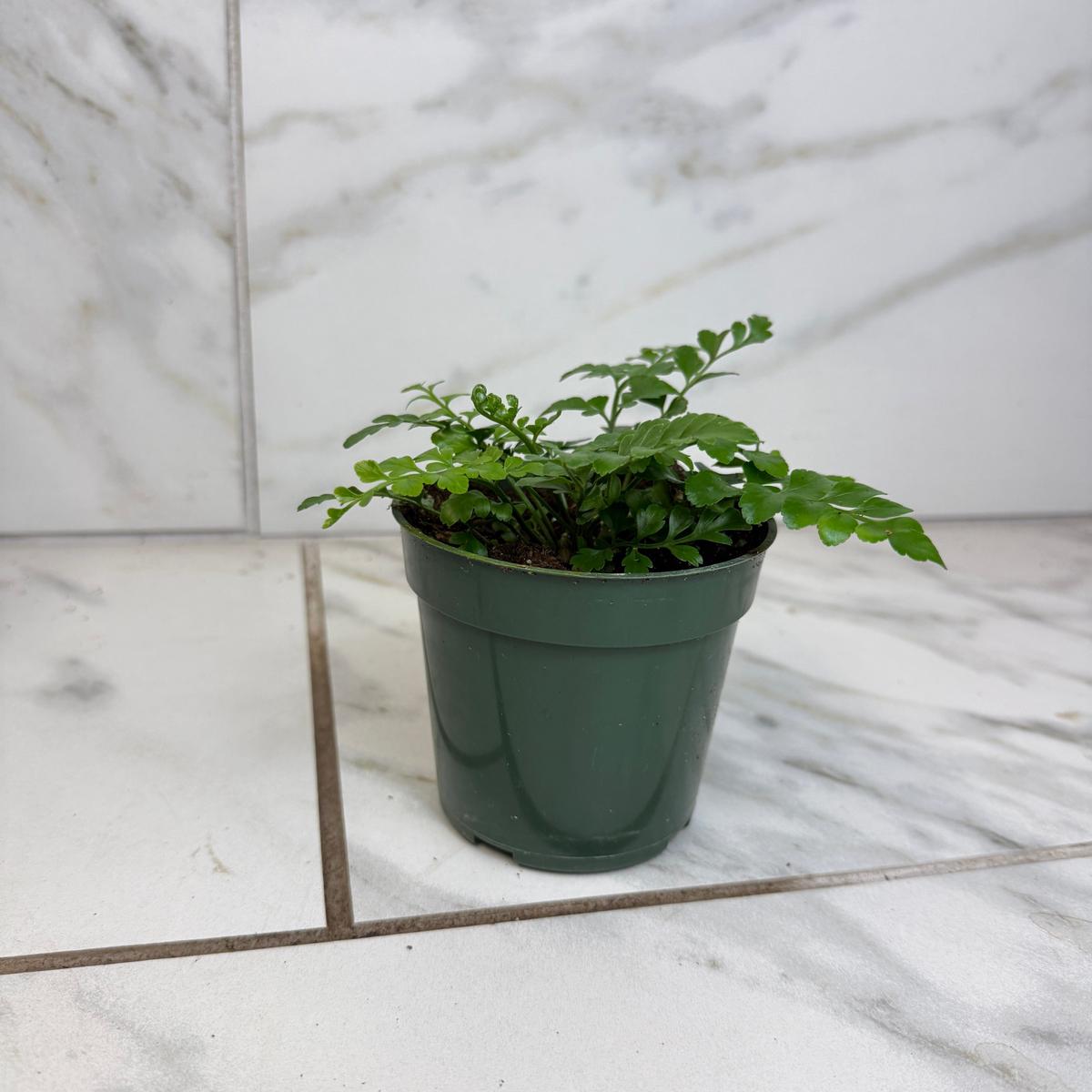 Asplenium Austral Gem Fern, 4" Plant