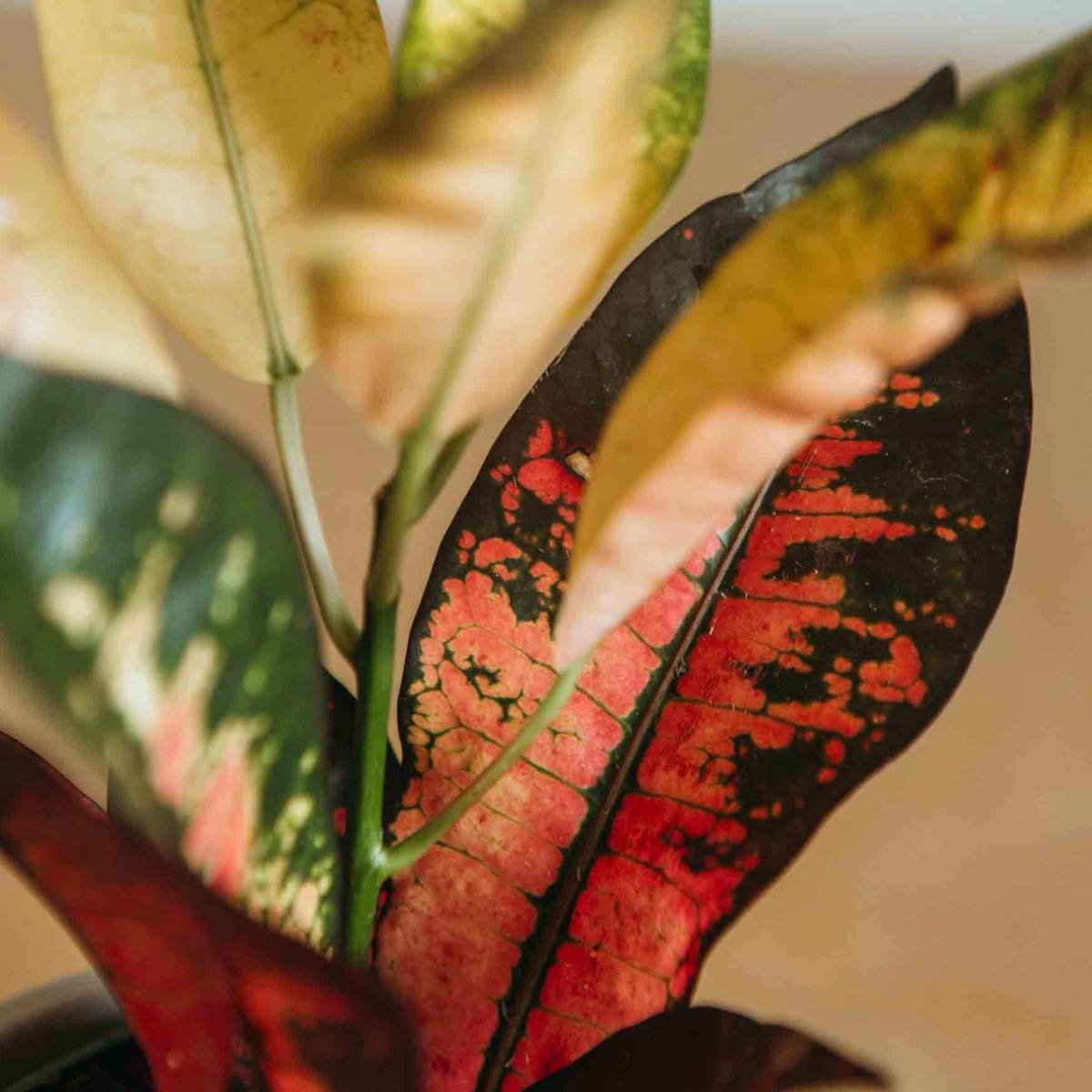 Croton (assorted)