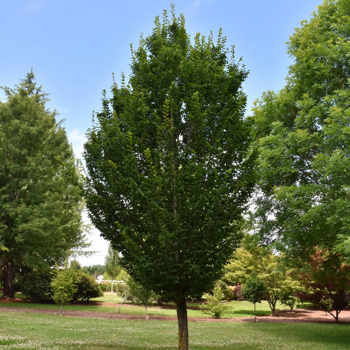 Emerald Avenue European Hornbeam