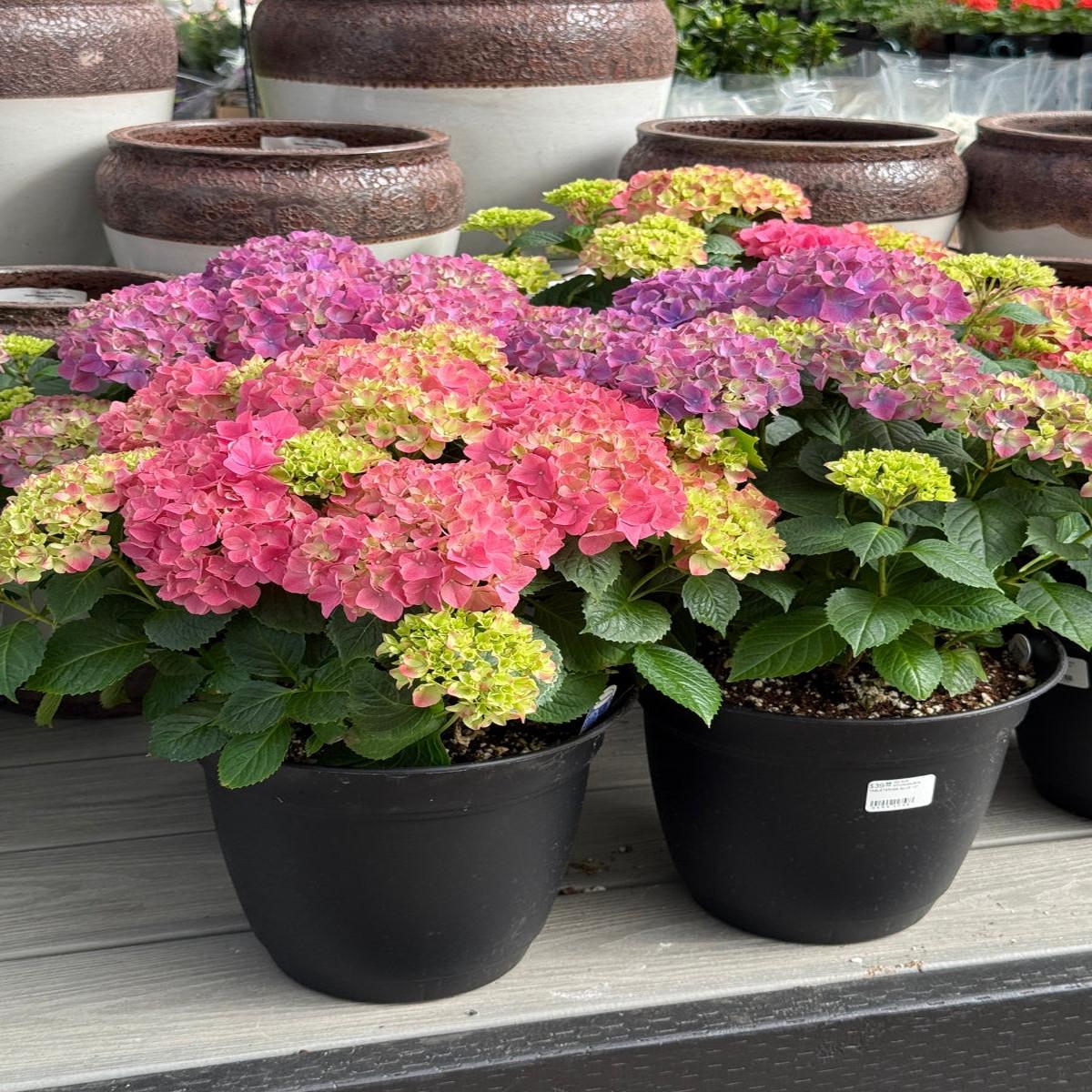Hydrangea Tabletensia