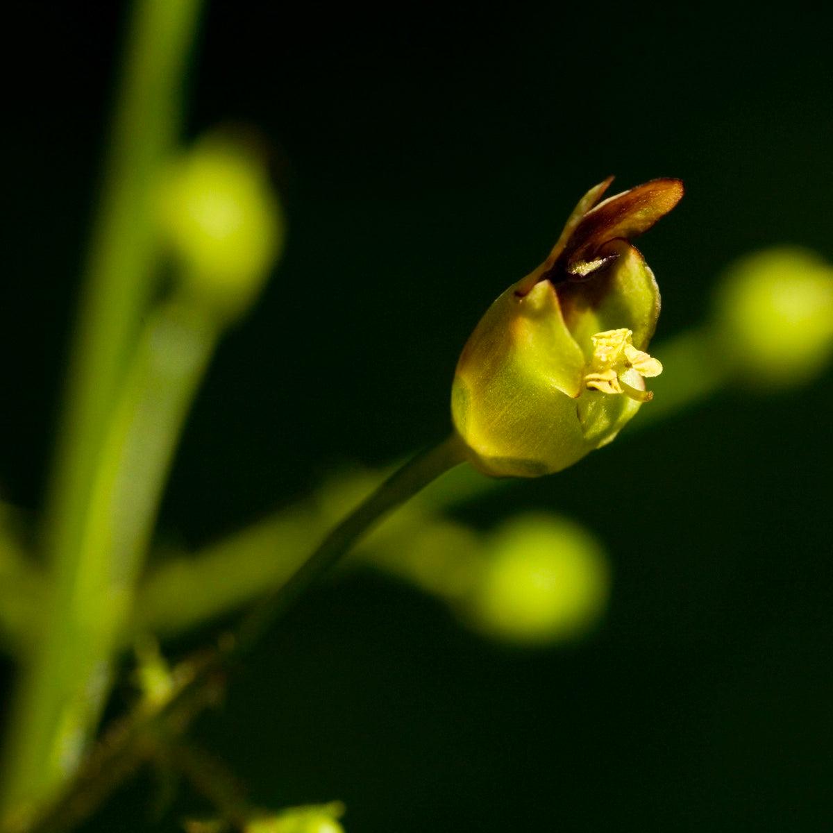 Late Figwort (Scrophularia marilandica)