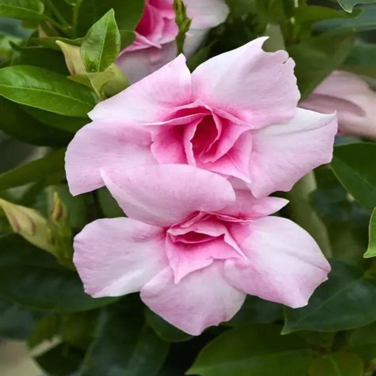 Mandevilla 'Sun Parasol Pink Blush' 1G