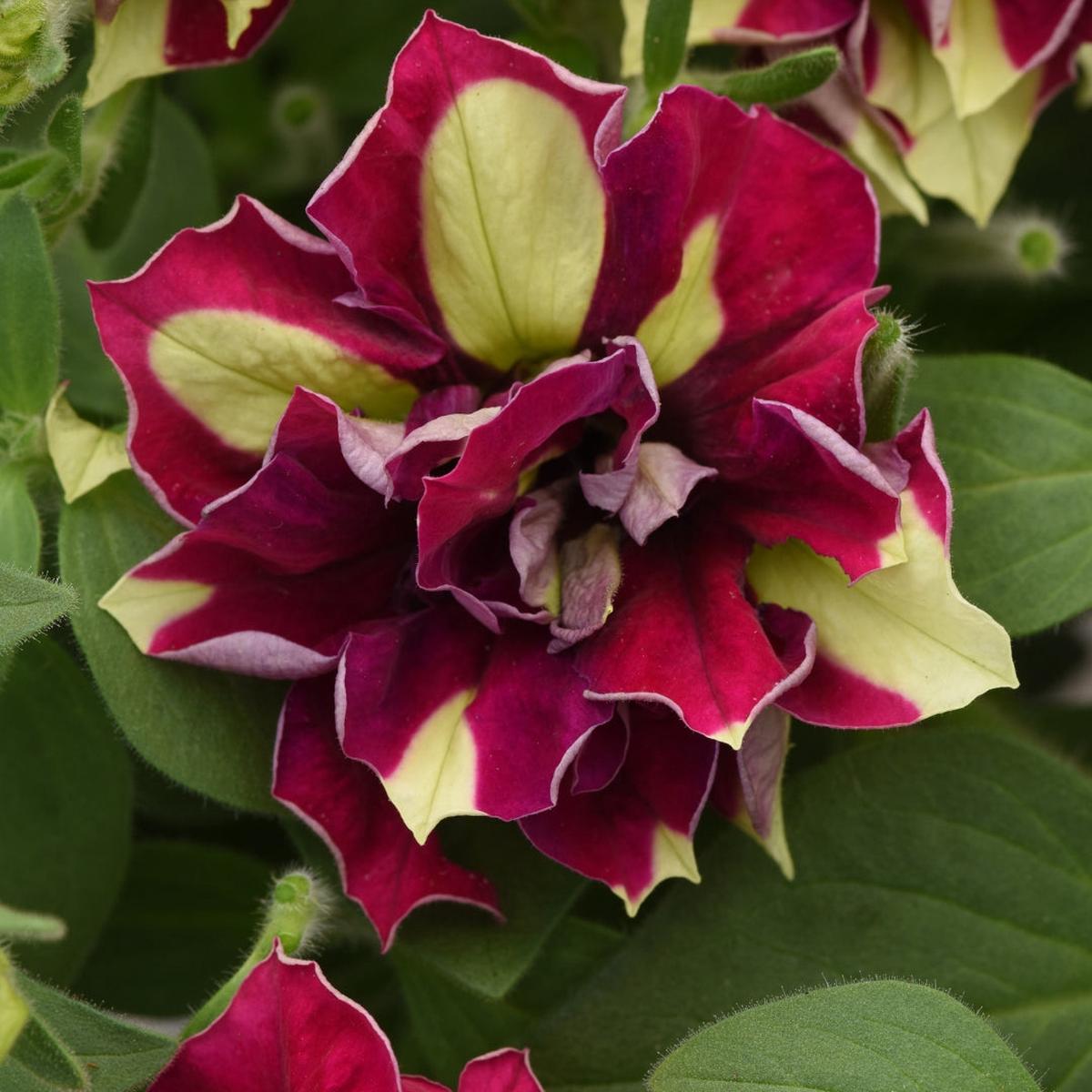 Petunia Vogue Lemon Berry 4"
