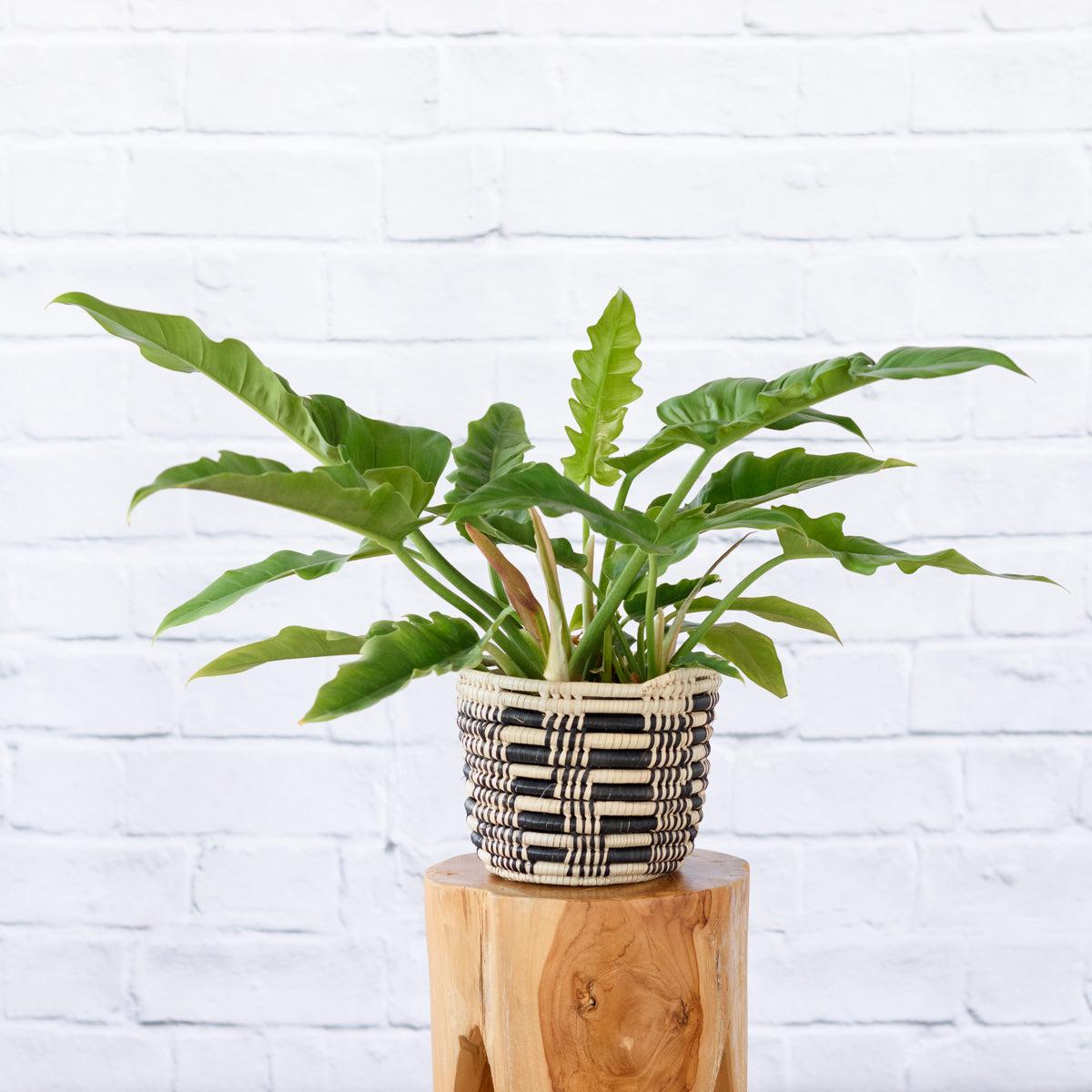 Philodendron - Narrow