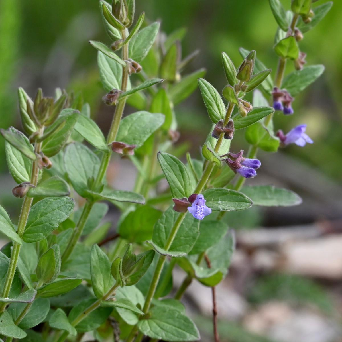 Small Skullcap (Scutellaria parvula)