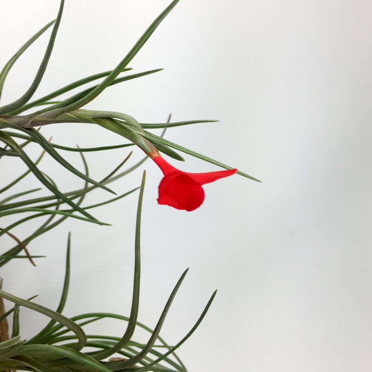 Tillandsia albertiana