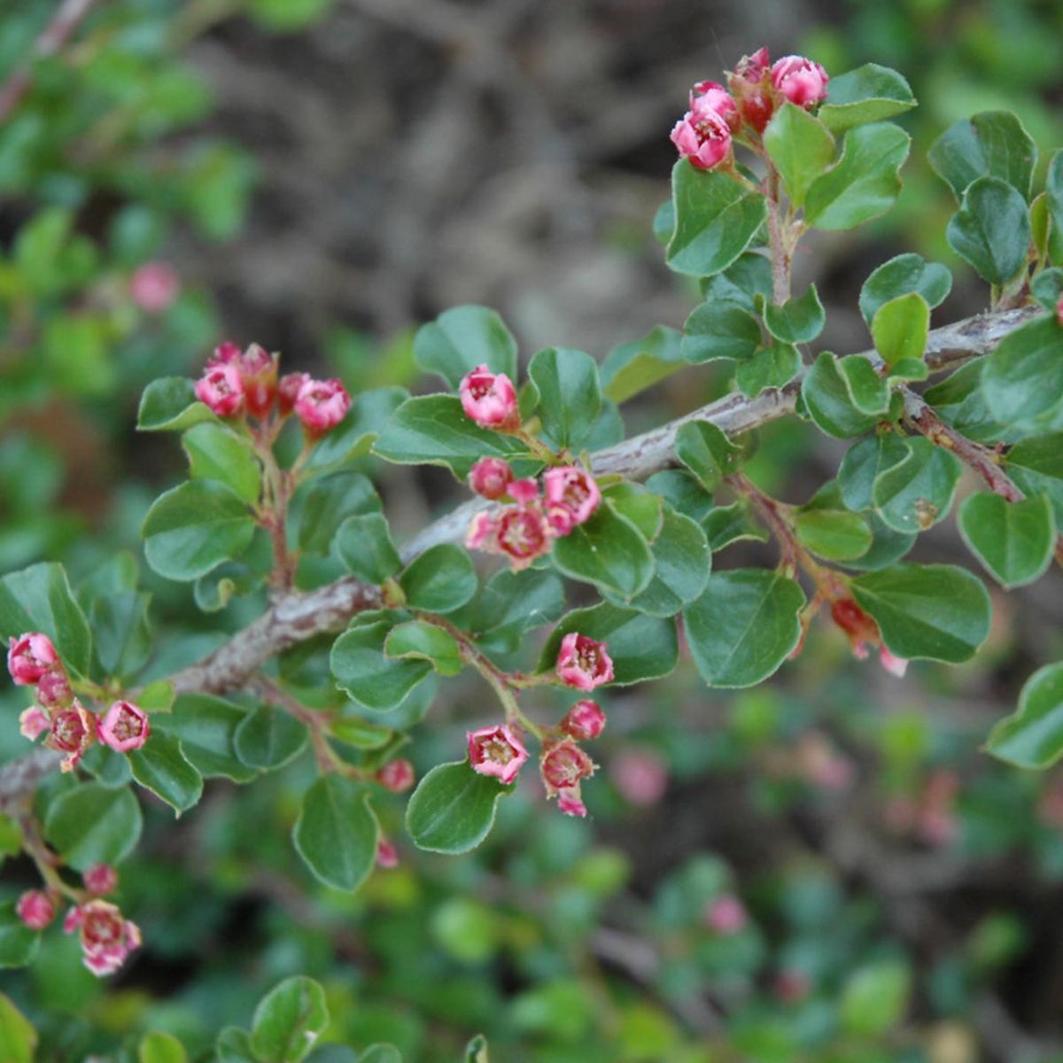Tom Thumb Cranberry Cotoneaster