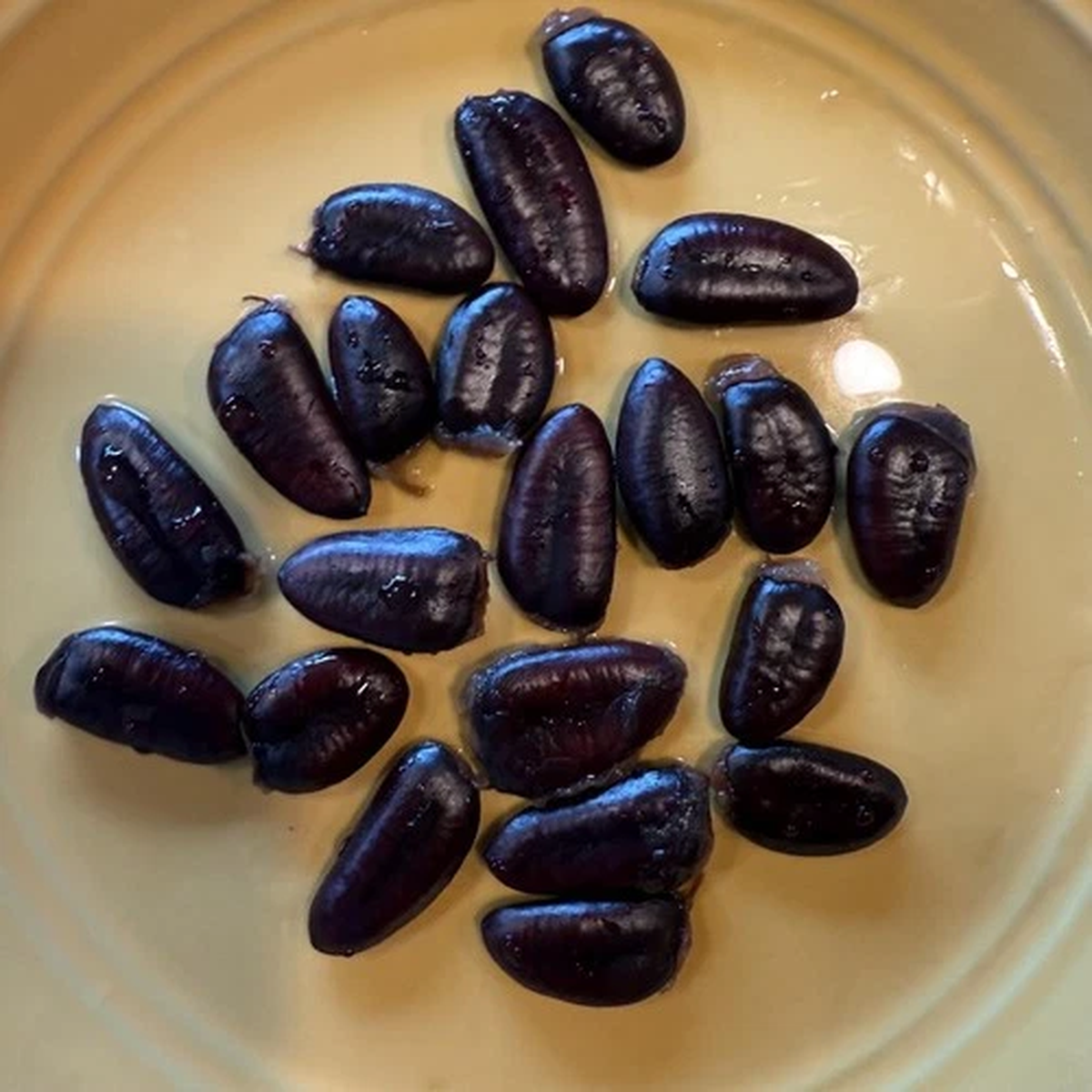 2025 Paw Paw Tree Seeds- from great quality grafted cultivars, packed in peat