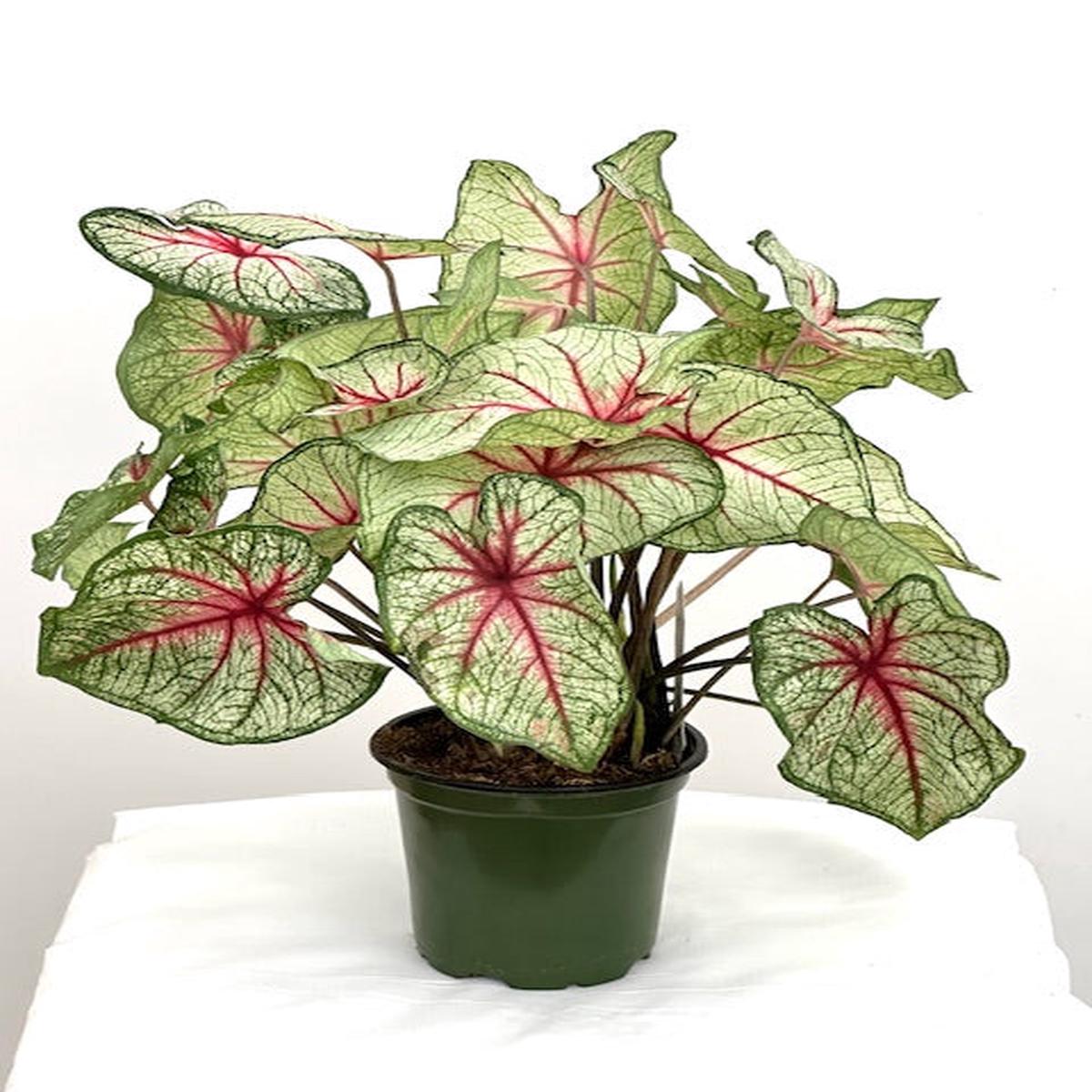4" Caladium