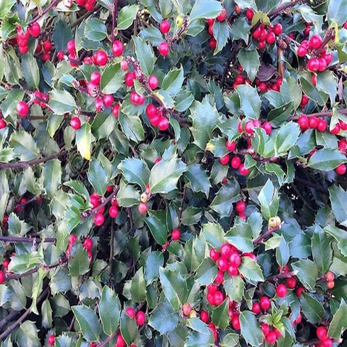 40 AMERICAN HOLLY Ilex Opaca Tree Shrub Evergreen Red Berry Seeds - aka White Ho