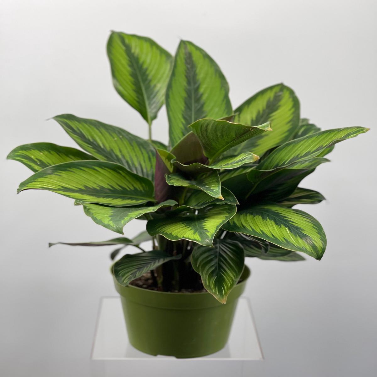 6" Calathea Beauty Star XL