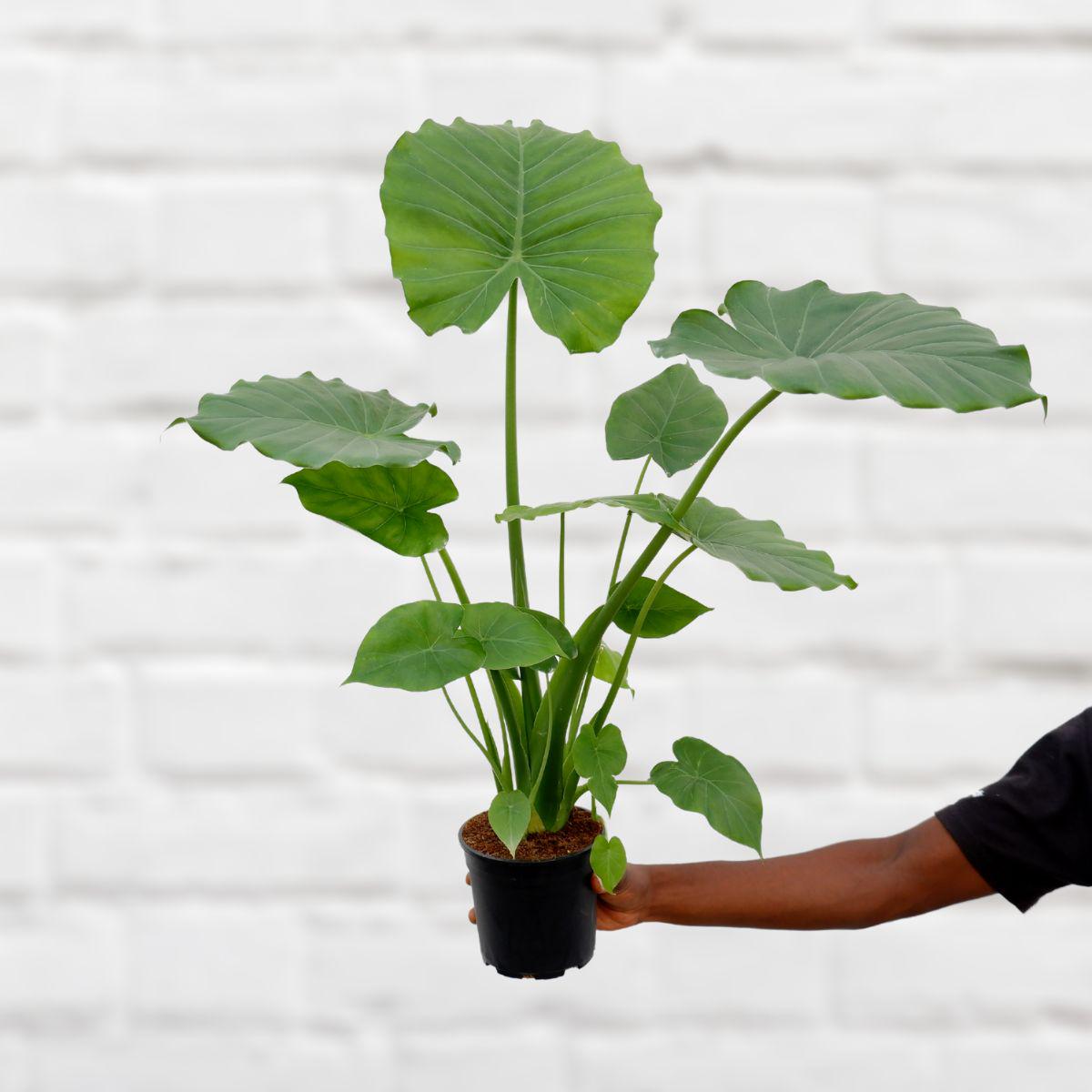 Dwarf Elephant's Ear