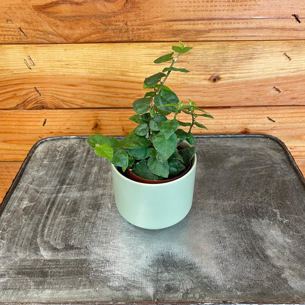 Ficus Pumila Creeping Fig, 2" Plant