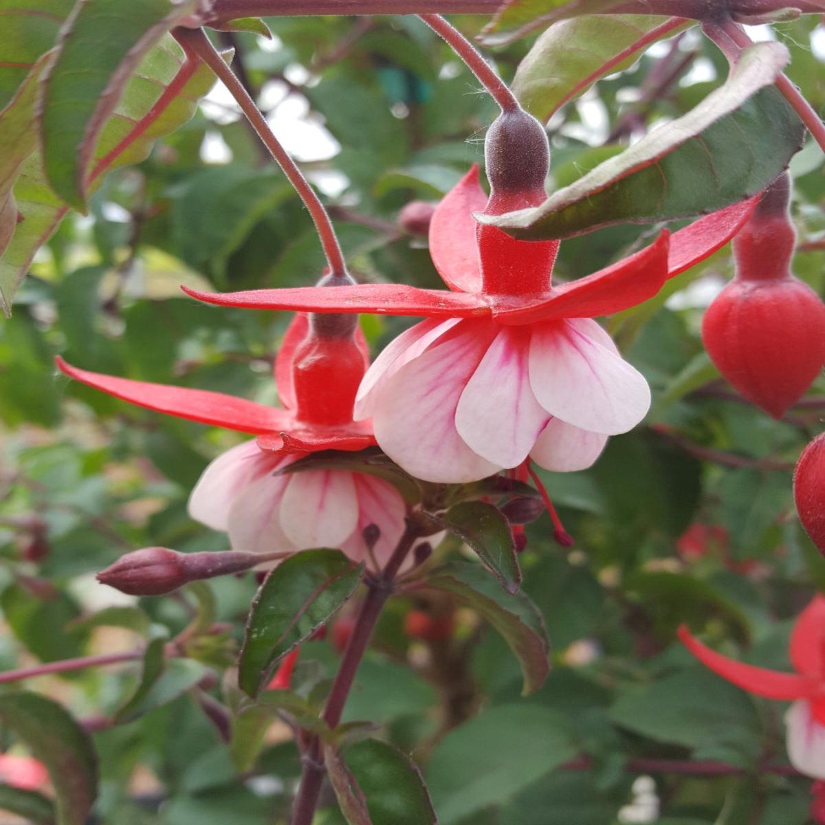 Hardy Fuchsia 'Santa Claus' 1G