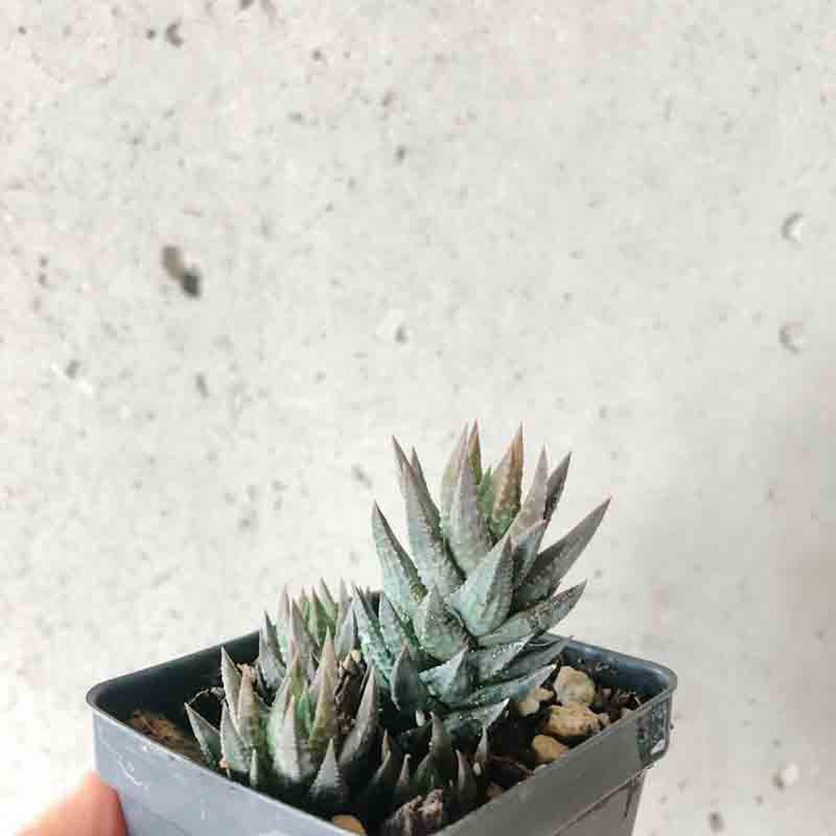 Haworthia Glauca