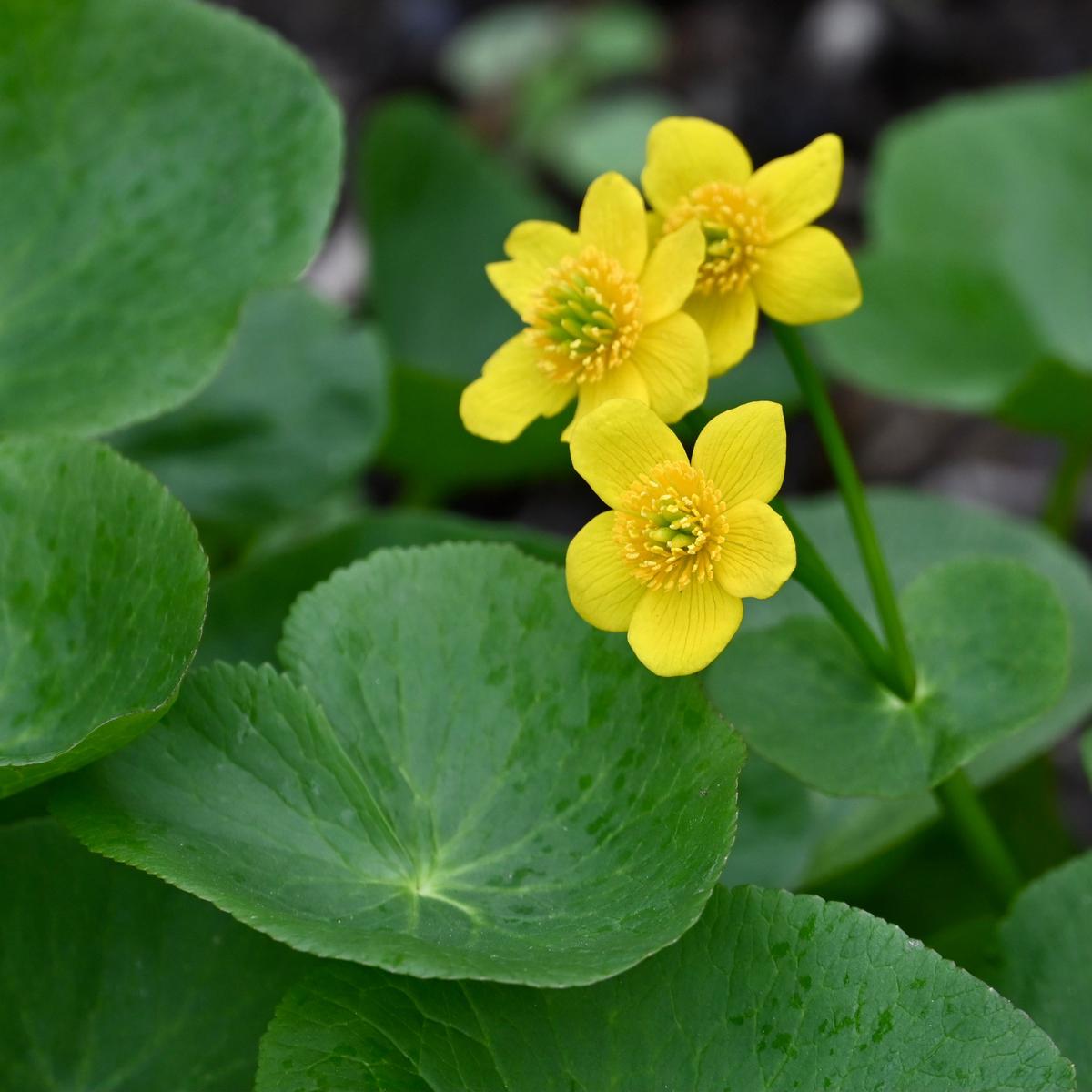 Marsh Marigold (Caltha palustris) 2x2x3" Pot