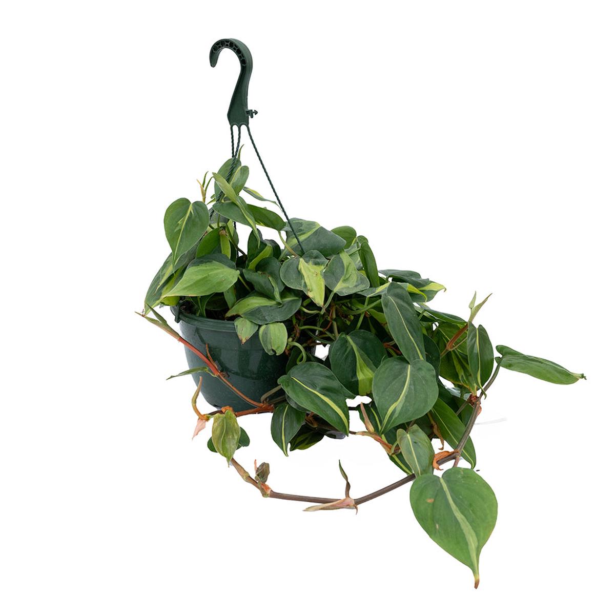 Philodendron Brazil Hanging Basket