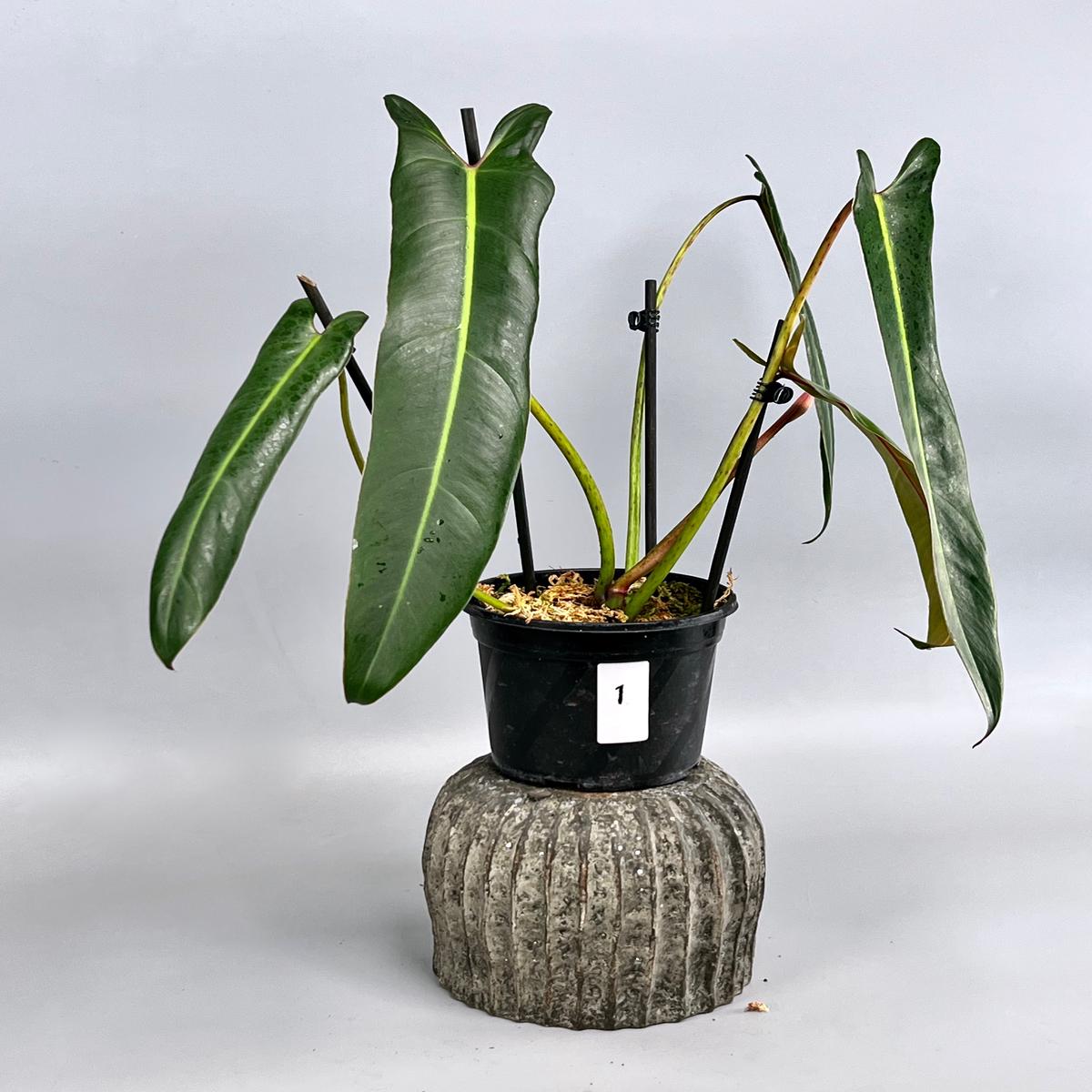 Philodendron spiritus sancti (XXL Big Plant) Leaves 40 cm