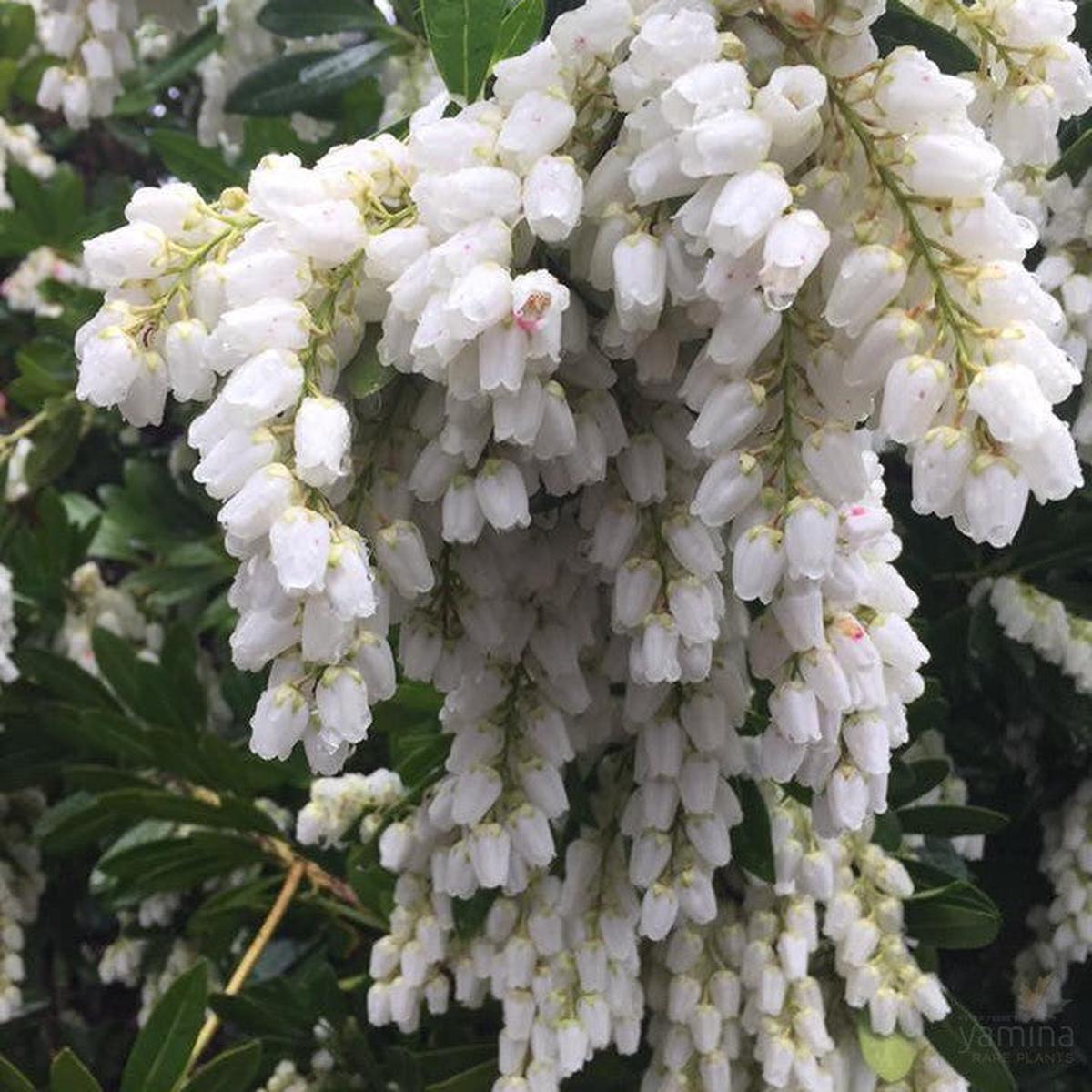 Pieris japonica