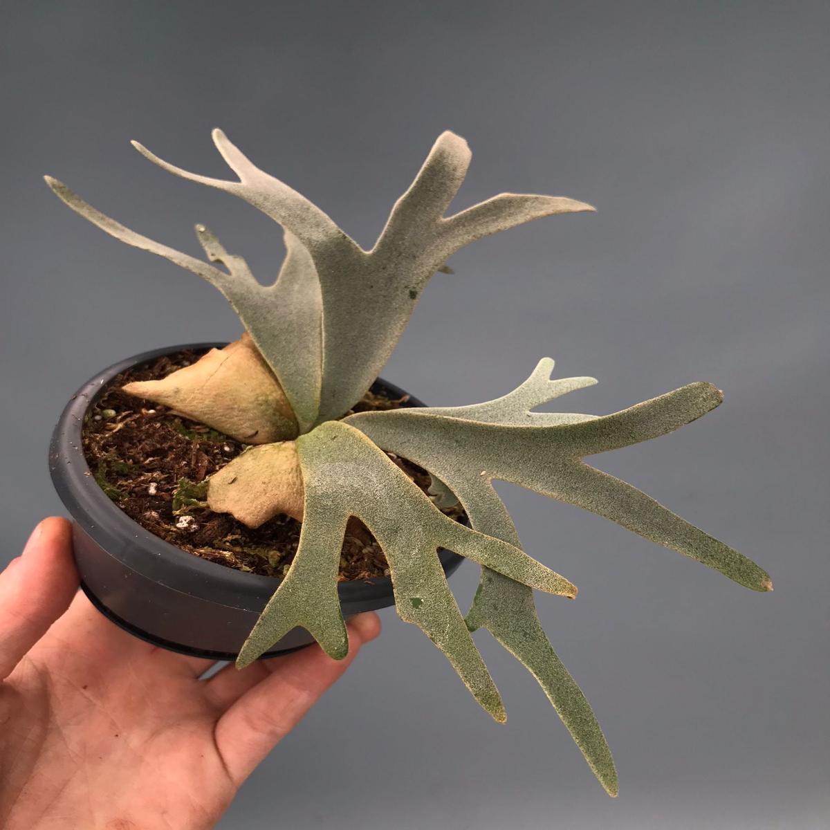 Platycerium willinckii Jenny