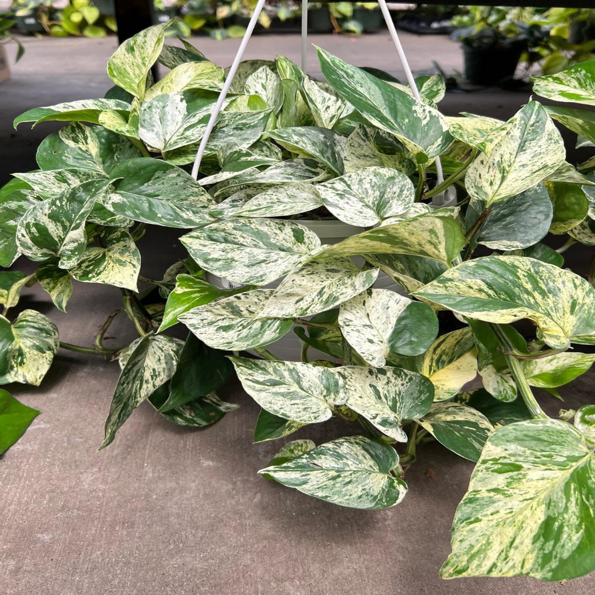 Pothos 'Marble Queen' Hanging Basket 8"