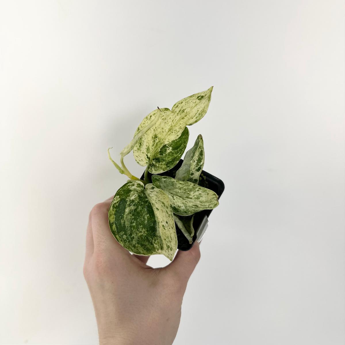 Scindapsus pictus Mangurai variegated
