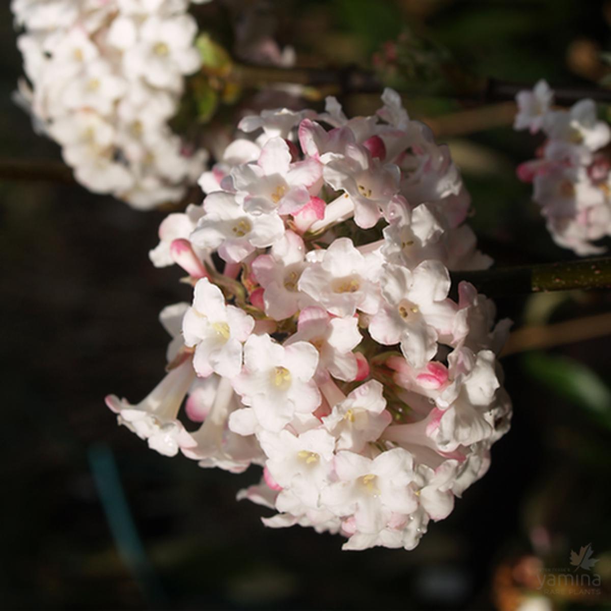 Viburnum x burkwoodii