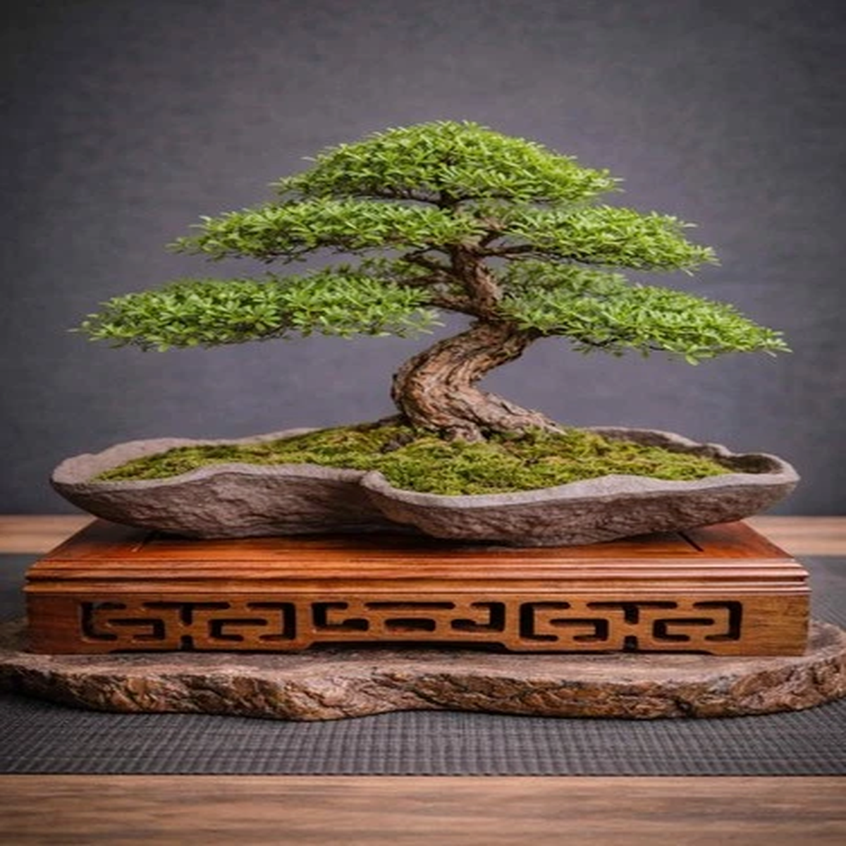 Handmade 19cm Bonsai Pot  Raft style ,Unglazed Shohin pot. Excellent drainage