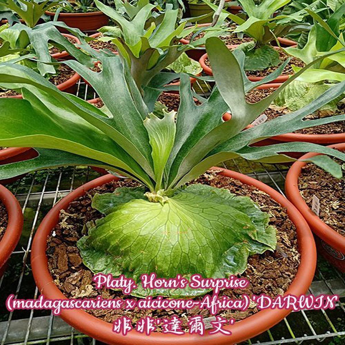 Platycerium Horn's Surprise (madagascariense x aicicone-Africa) "Darwin"