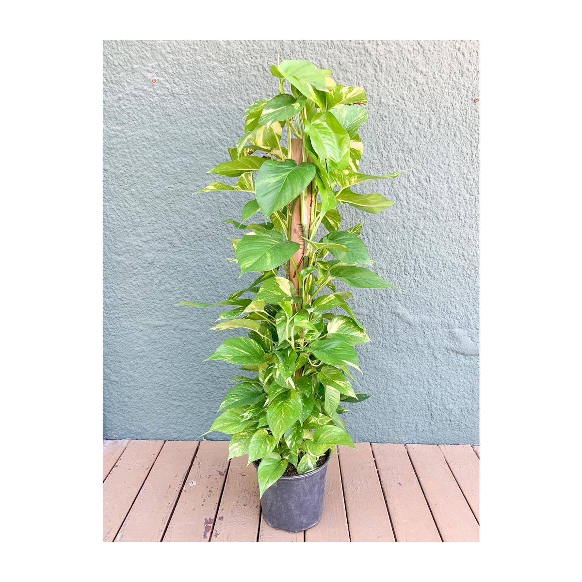 Pothos Totem/Trellis