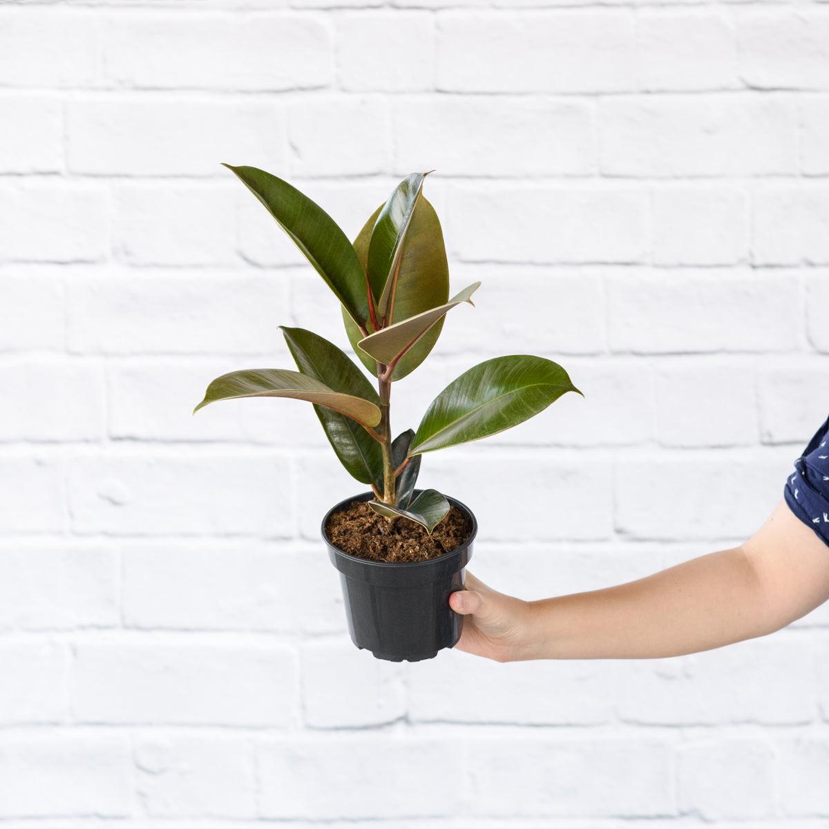 Rubber Tree Robusta - Medium
