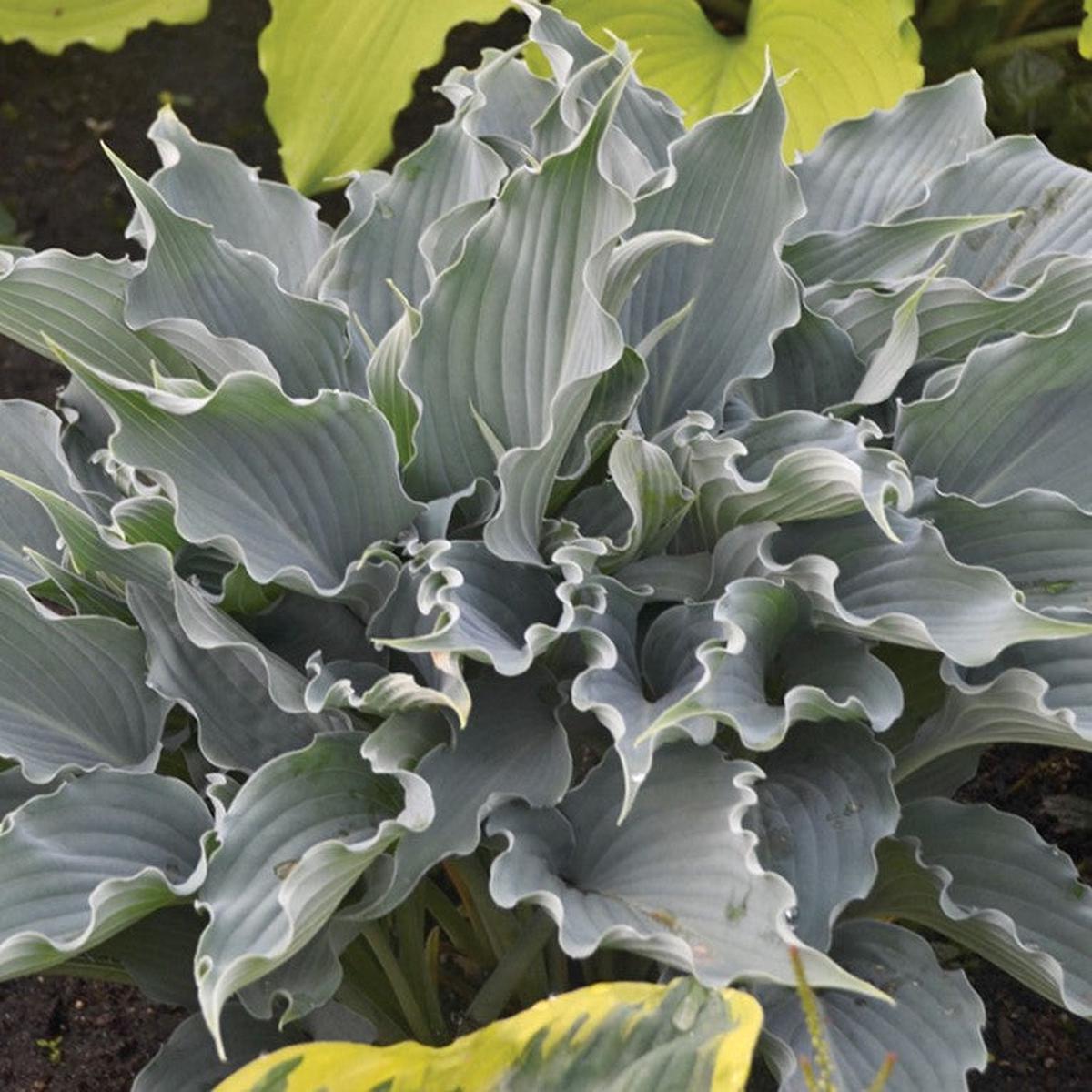 Shadowland 'Waterslide' Hosta (Hosta shadowland 'Waterslide') - 1 gallon