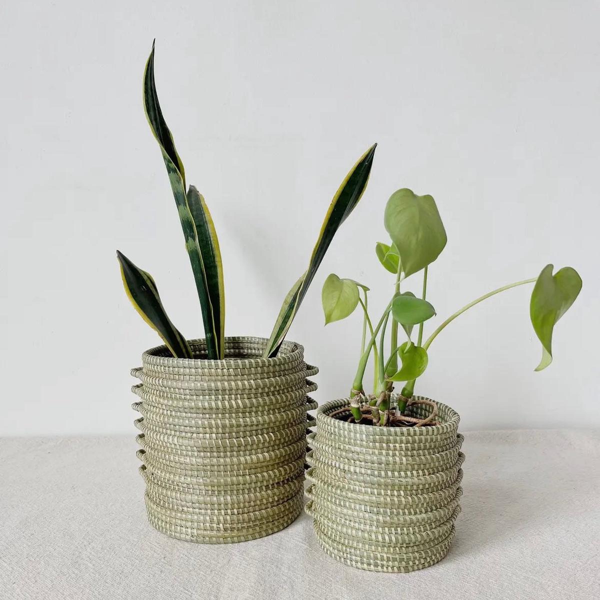 Sweetgrass Plant Basket
