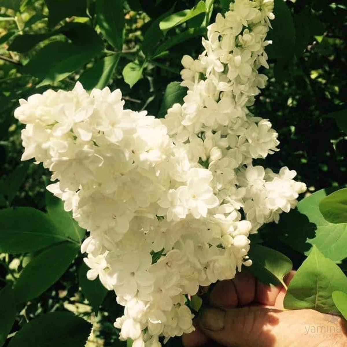 Syringa vulgaris Cora Brandt