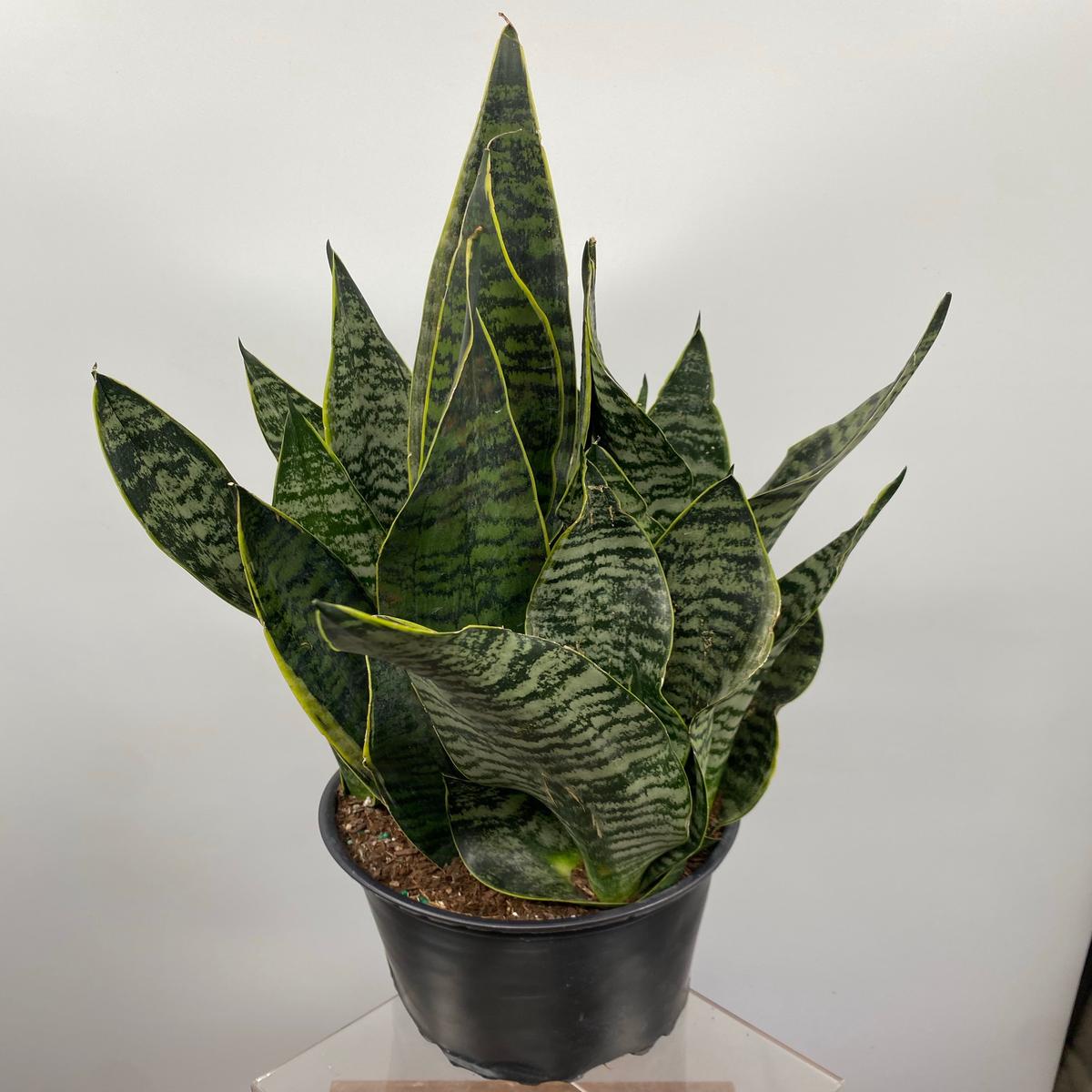 09" Sansevieria Golden Edge