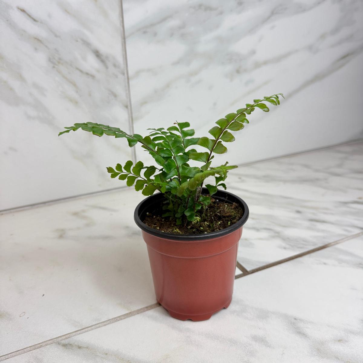 Didymochlaena Truncatula Mahogany Fern 4" Plant