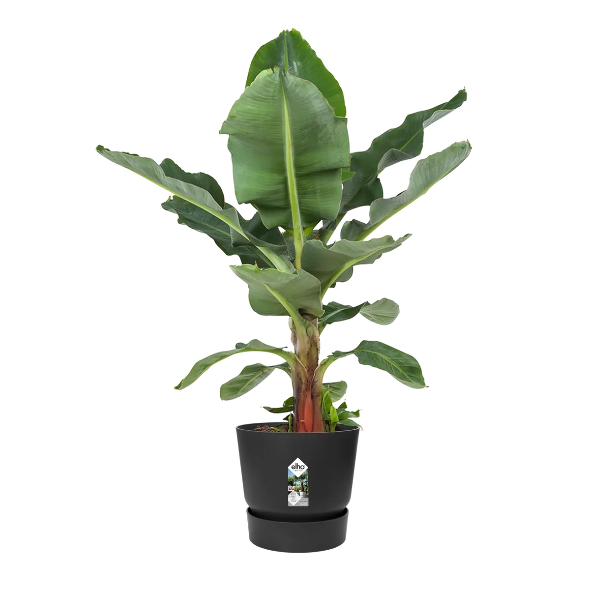 Greenville Round 30cm Leaf Black