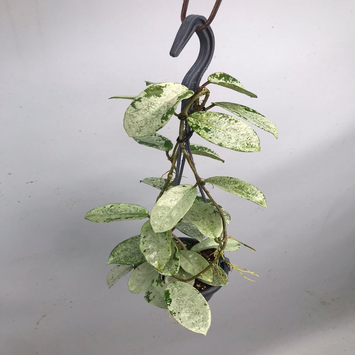 Hoya Nova Ghost  XL