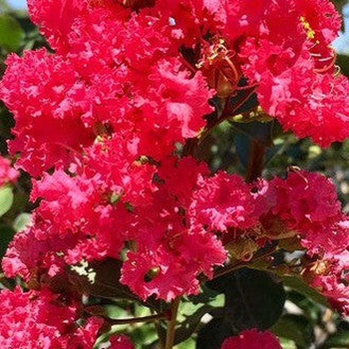 Lagerstroemia indica x L fauriei Pink
