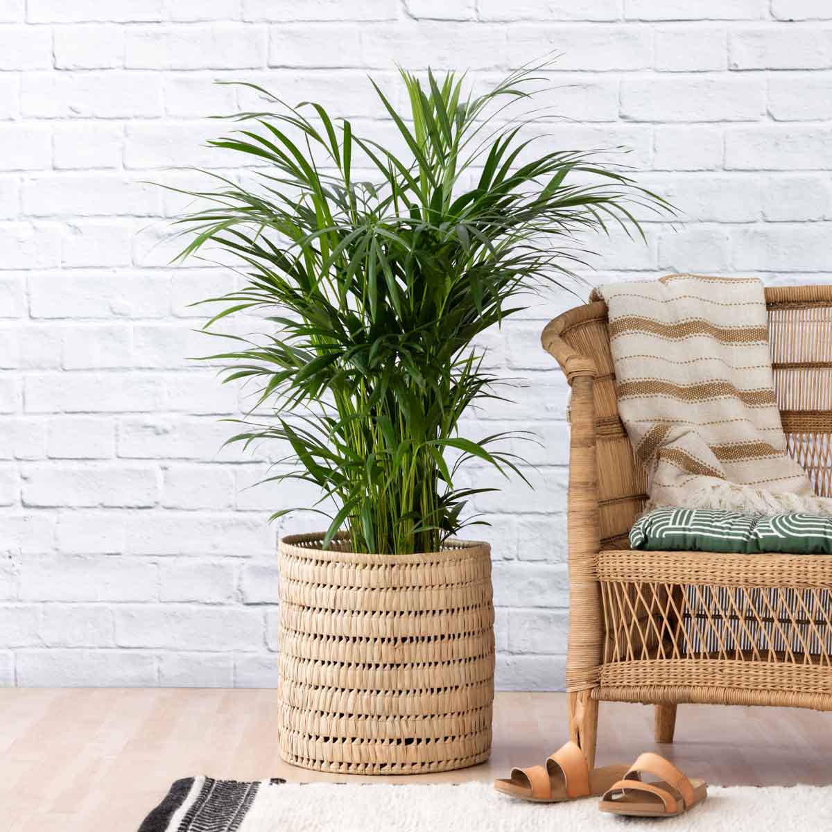 Parlor Palm - Large