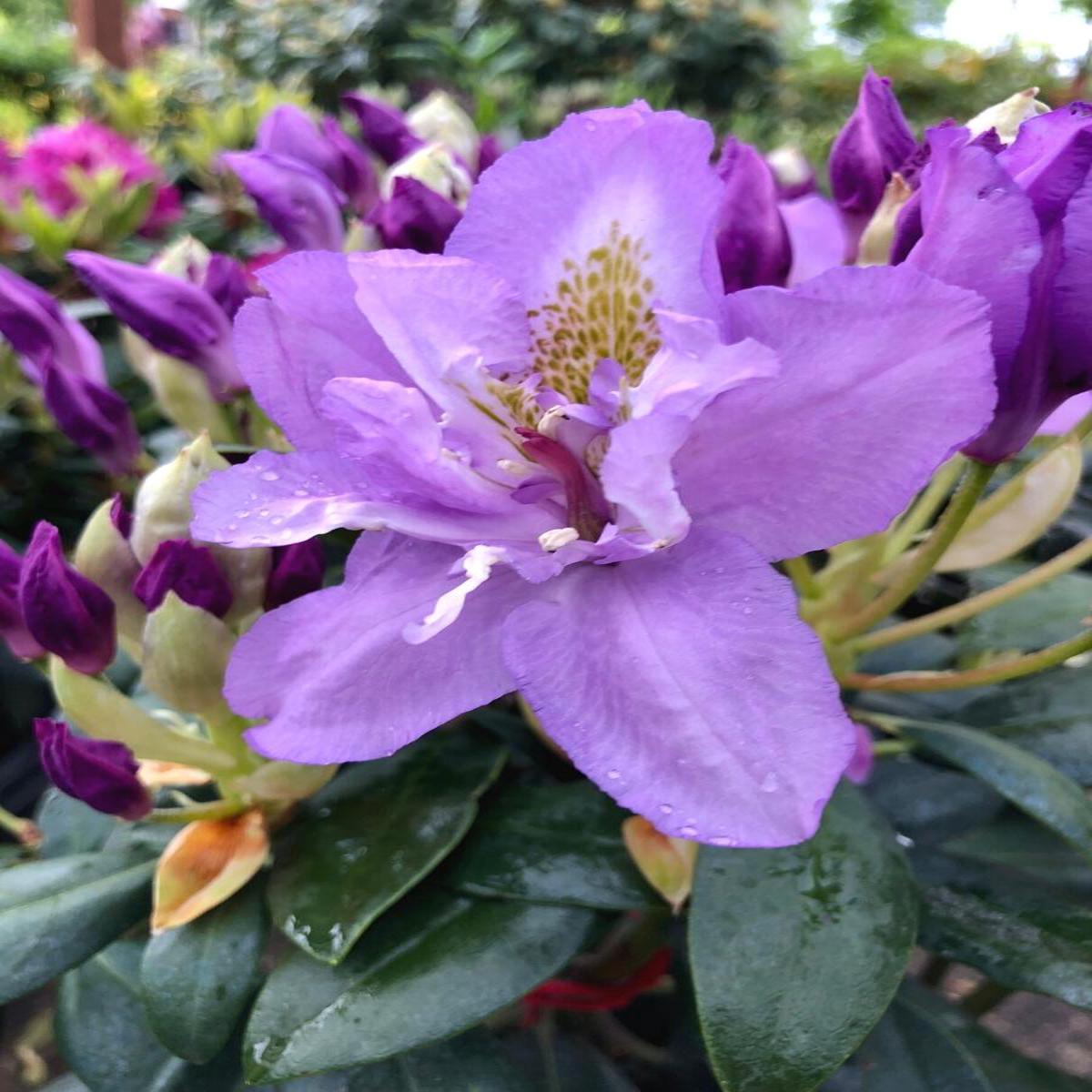 Rhododendron Fastuosum Flore Pleno 2G
