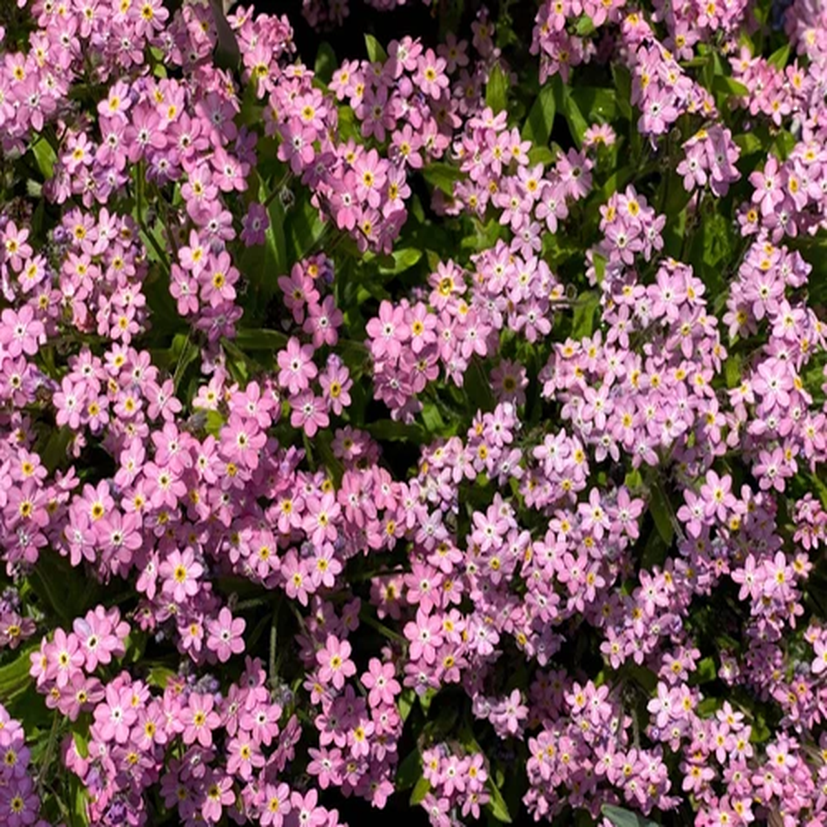 100 Victoria PINK FORGET ME NOT Myosotis Alpestris Flower Seeds * Flat Ship