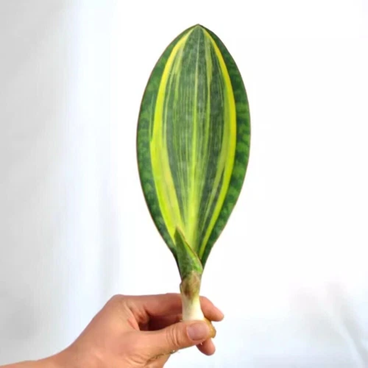 15CM Succulent Cactus Plant Sansevieria Masoniana Variegated Home Garden Plant