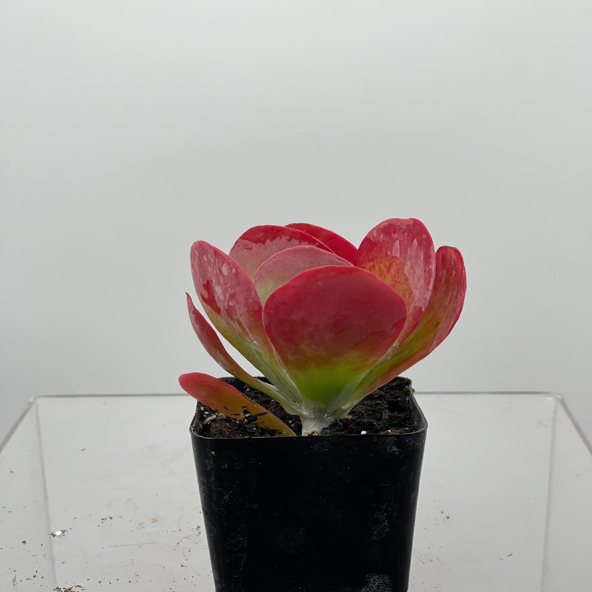 2" Kalanchoe Flap Jack